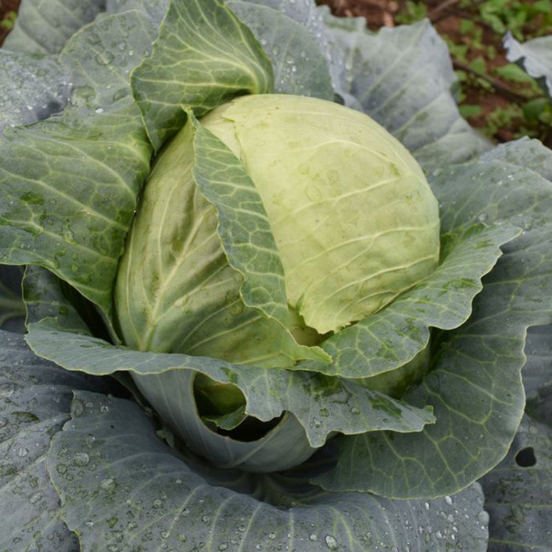 Cabbage