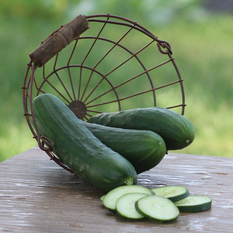 Cucumber