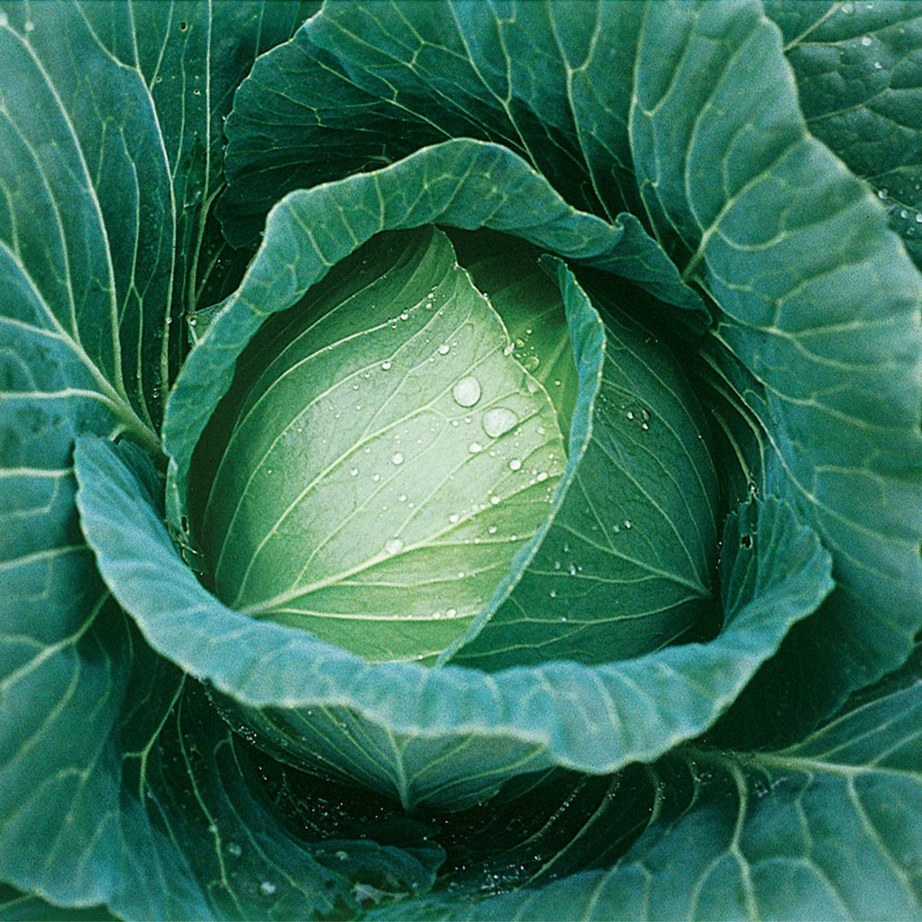 Cabbage Thunderhead