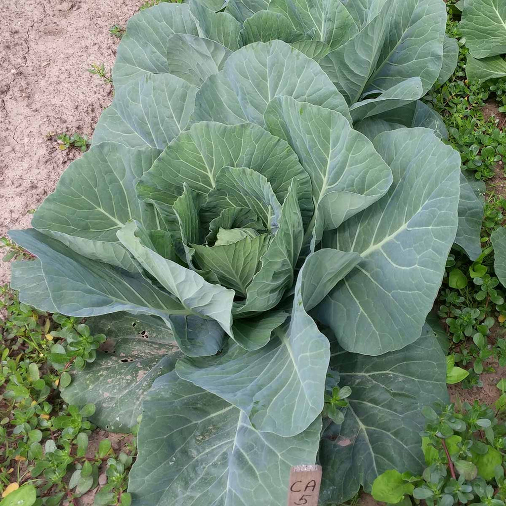 Cabbage Thunderhead