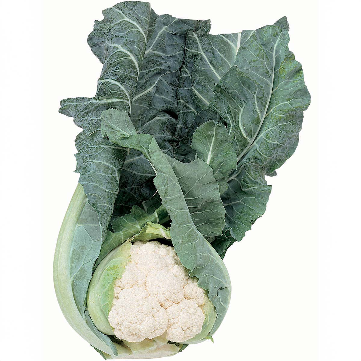 Cauliflower Apex