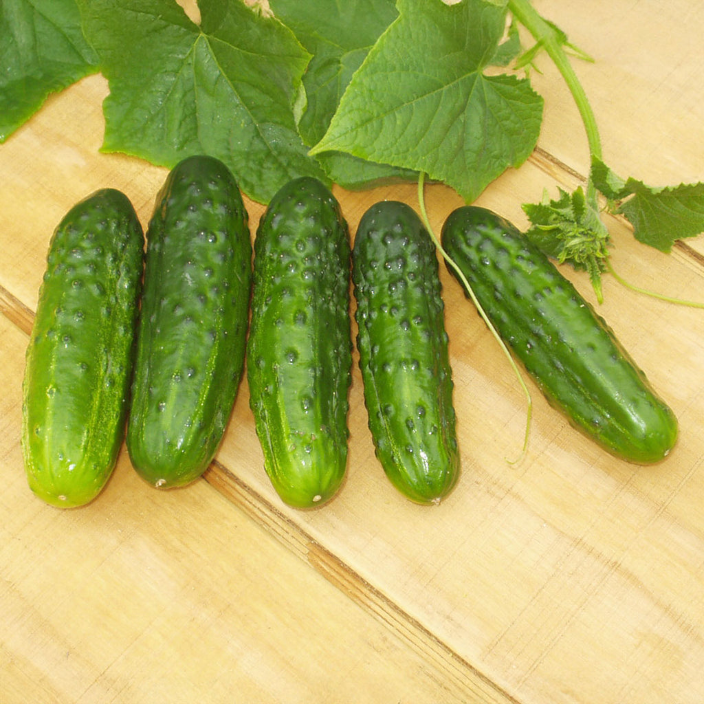 Cucumber Feisty