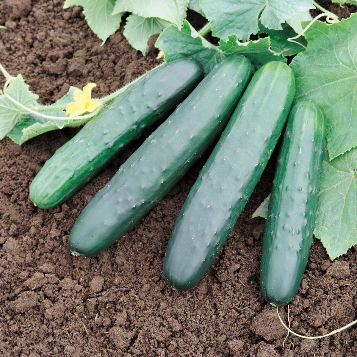 Cucumber General Lee