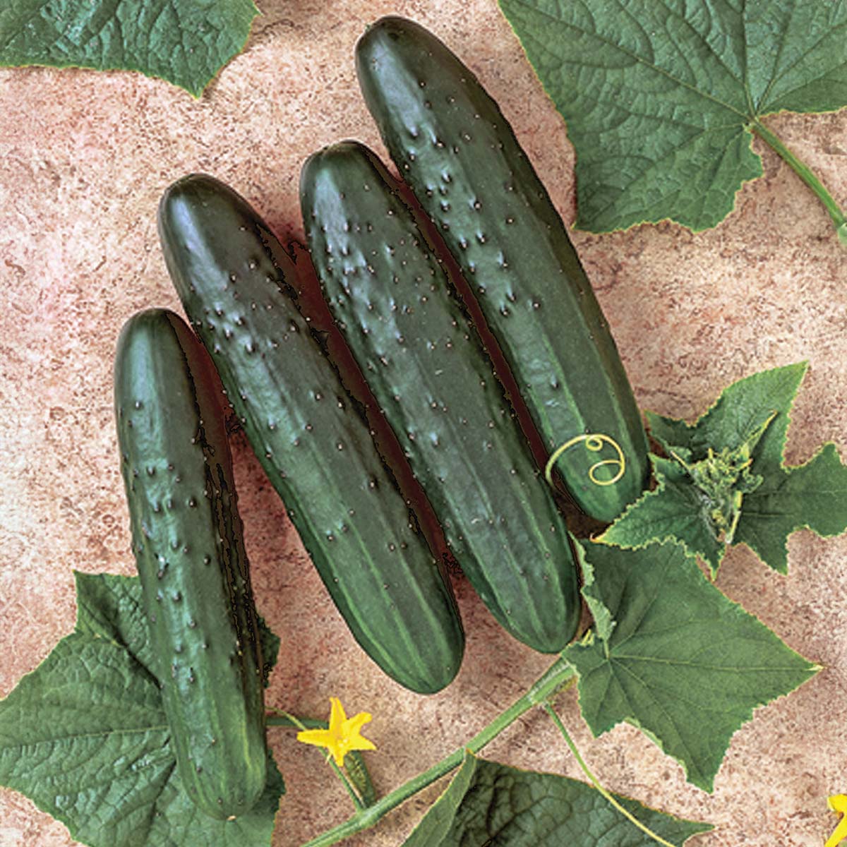 Cucumber General Lee