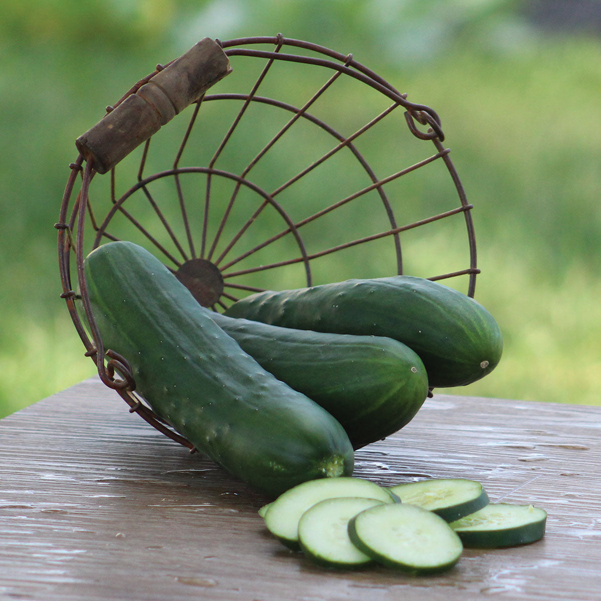 Cucumber Raider
