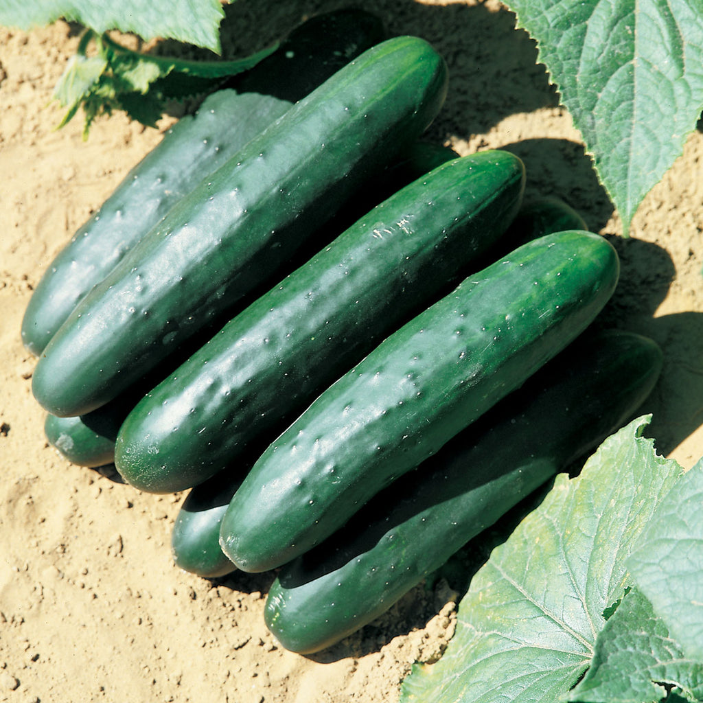 Cucumber Raider