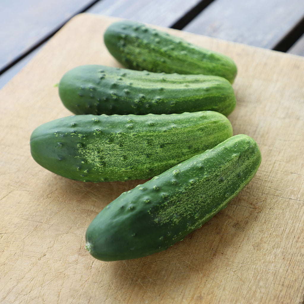 Cucumber Regal