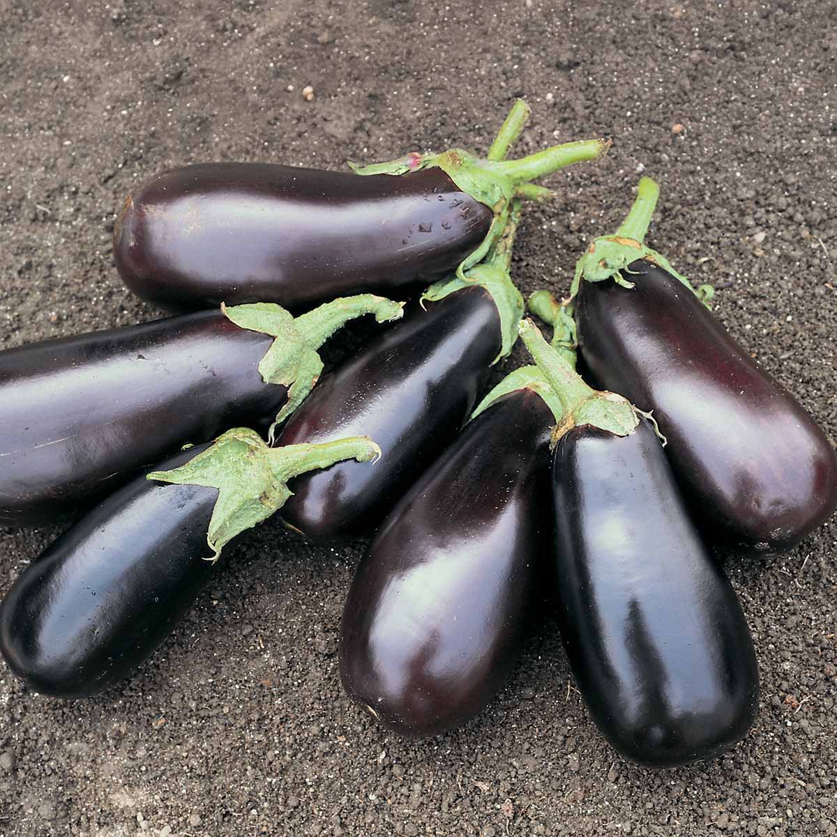 Eggplant Classic