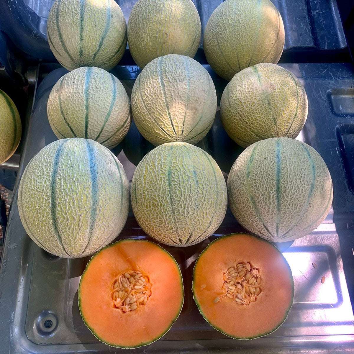 Melon Anna's Charentais