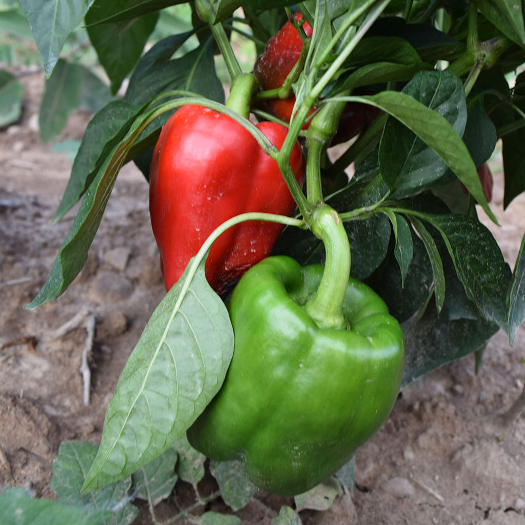 Pepper Alliance