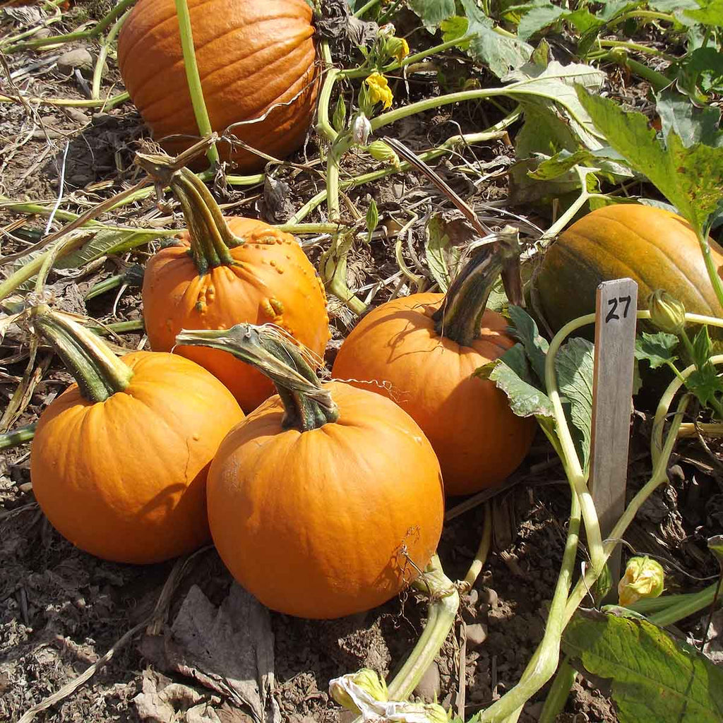 Pumpkin Baby Bumps