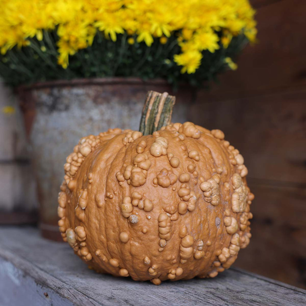 Pumpkin Grizzly Bear