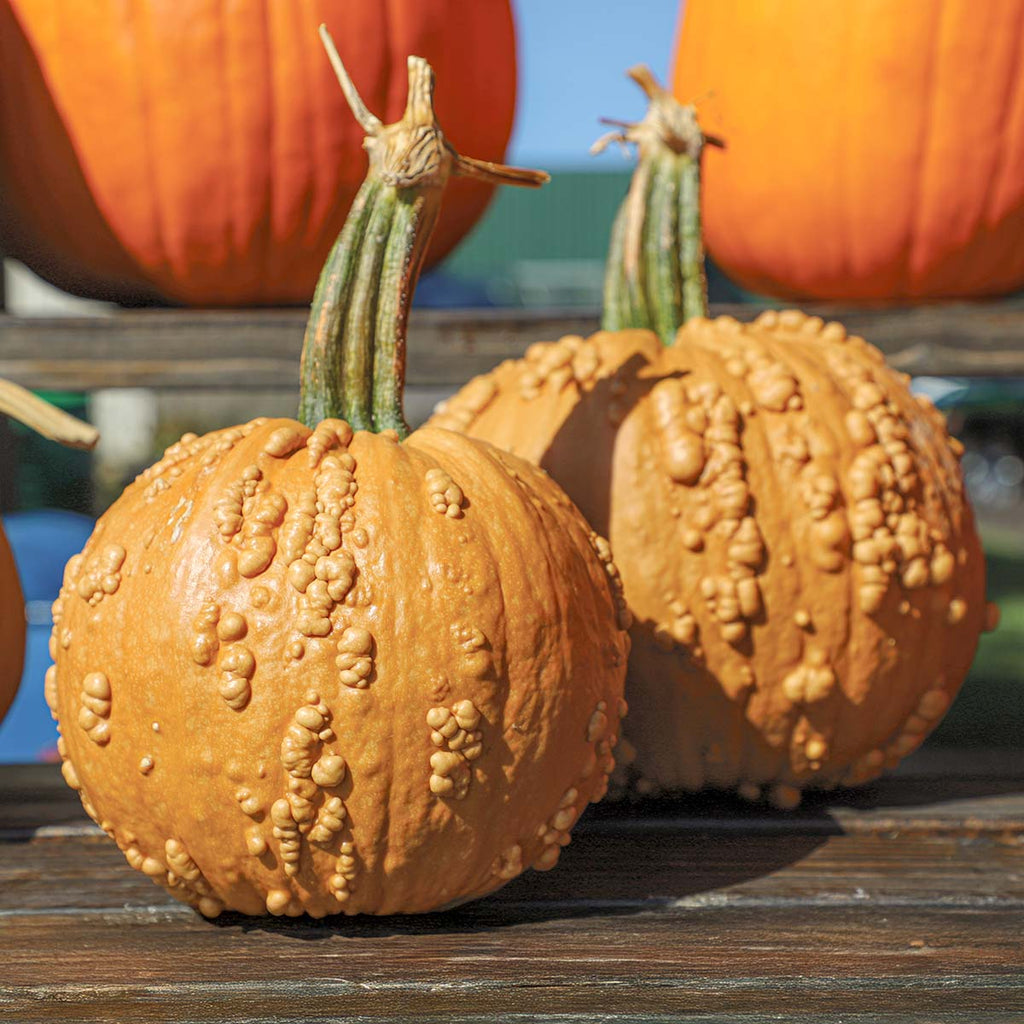 Pumpkin Grizzly Bear