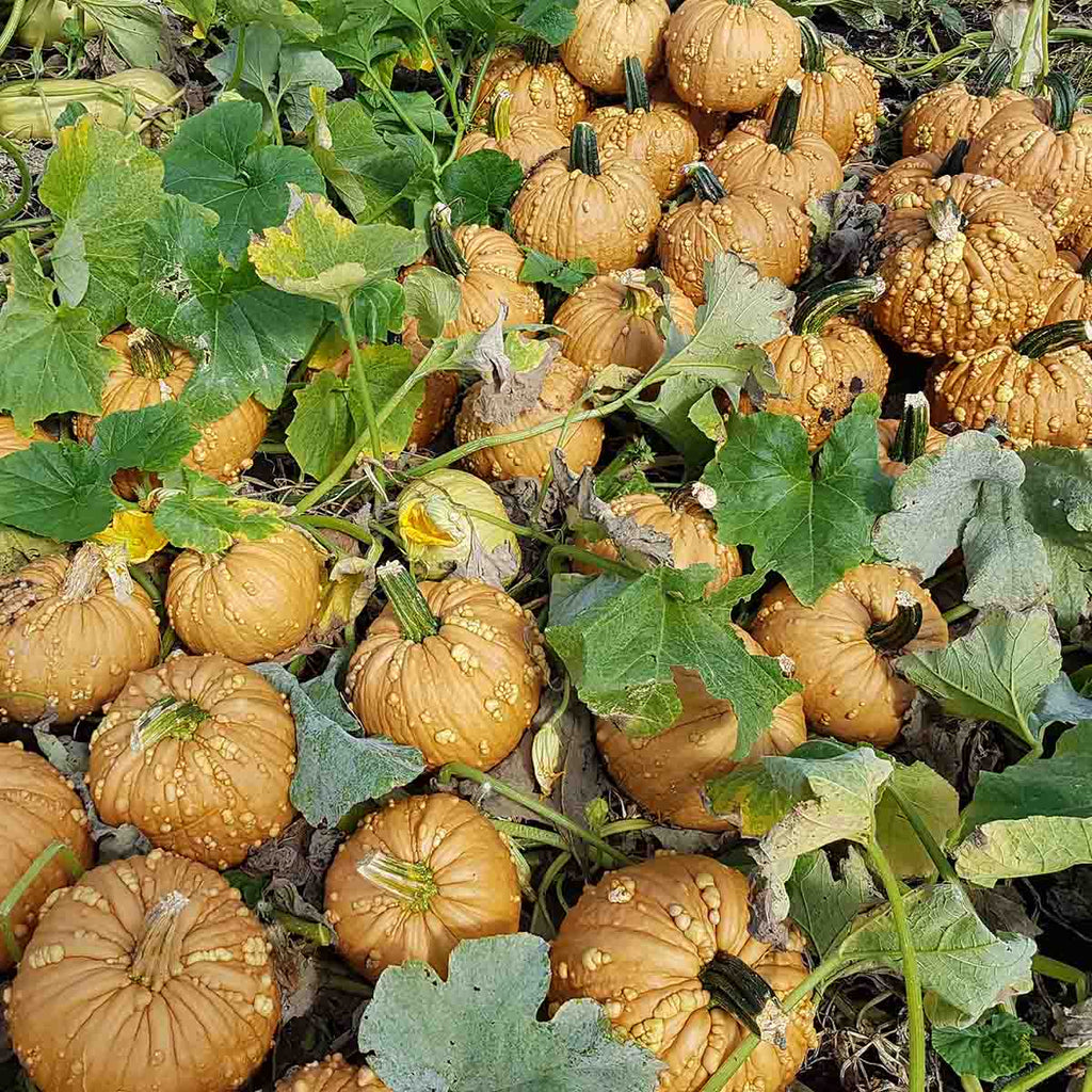 Pumpkin Grizzly Bear