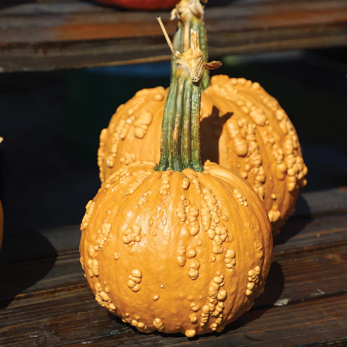 Pumpkin Grizzly Bear