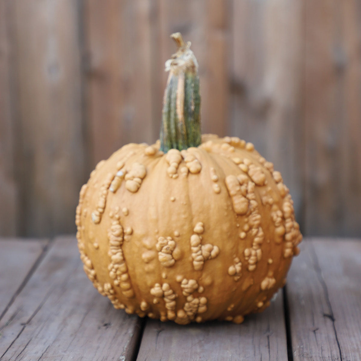 Pumpkin Grizzly Bear