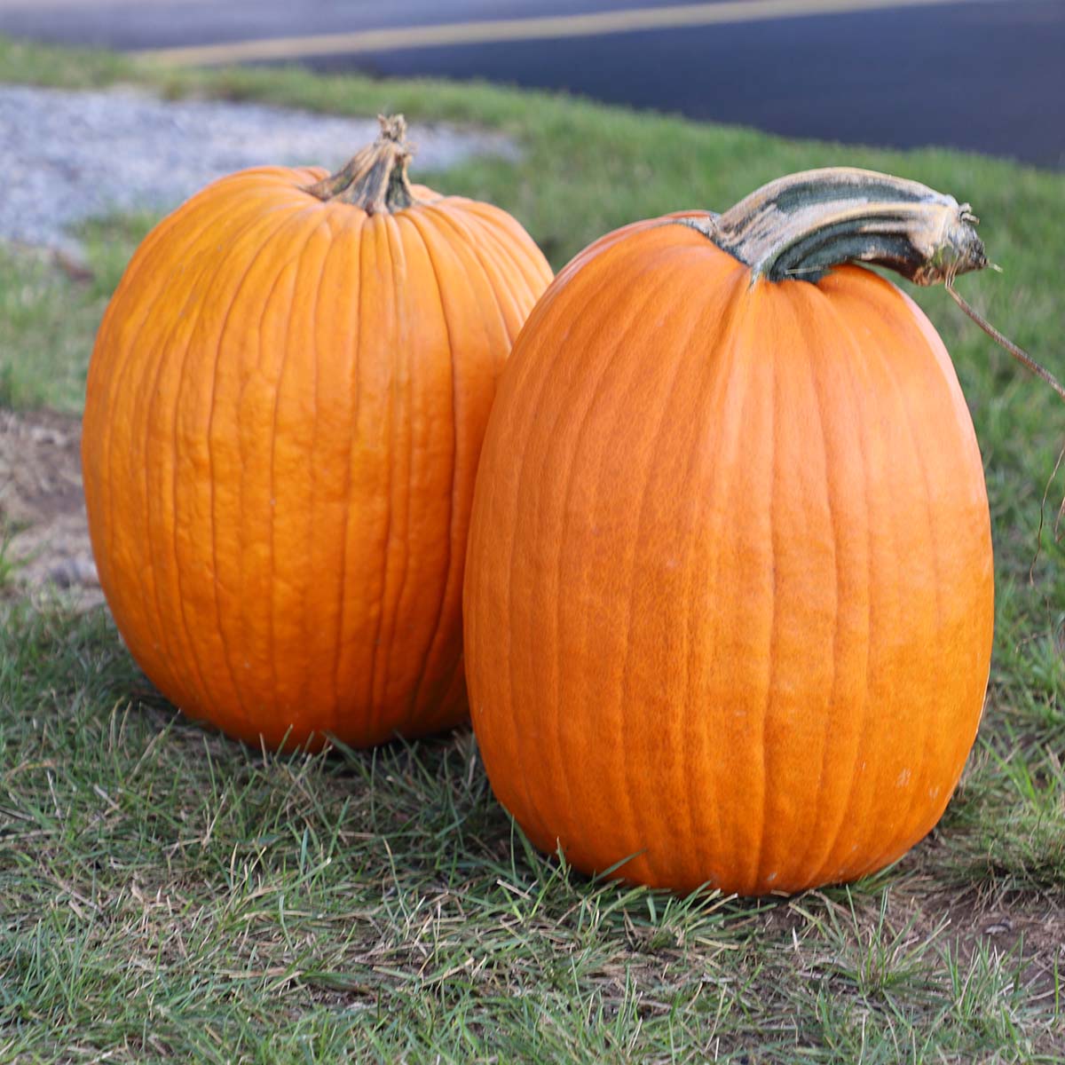 Pumpkin Howden Biggie