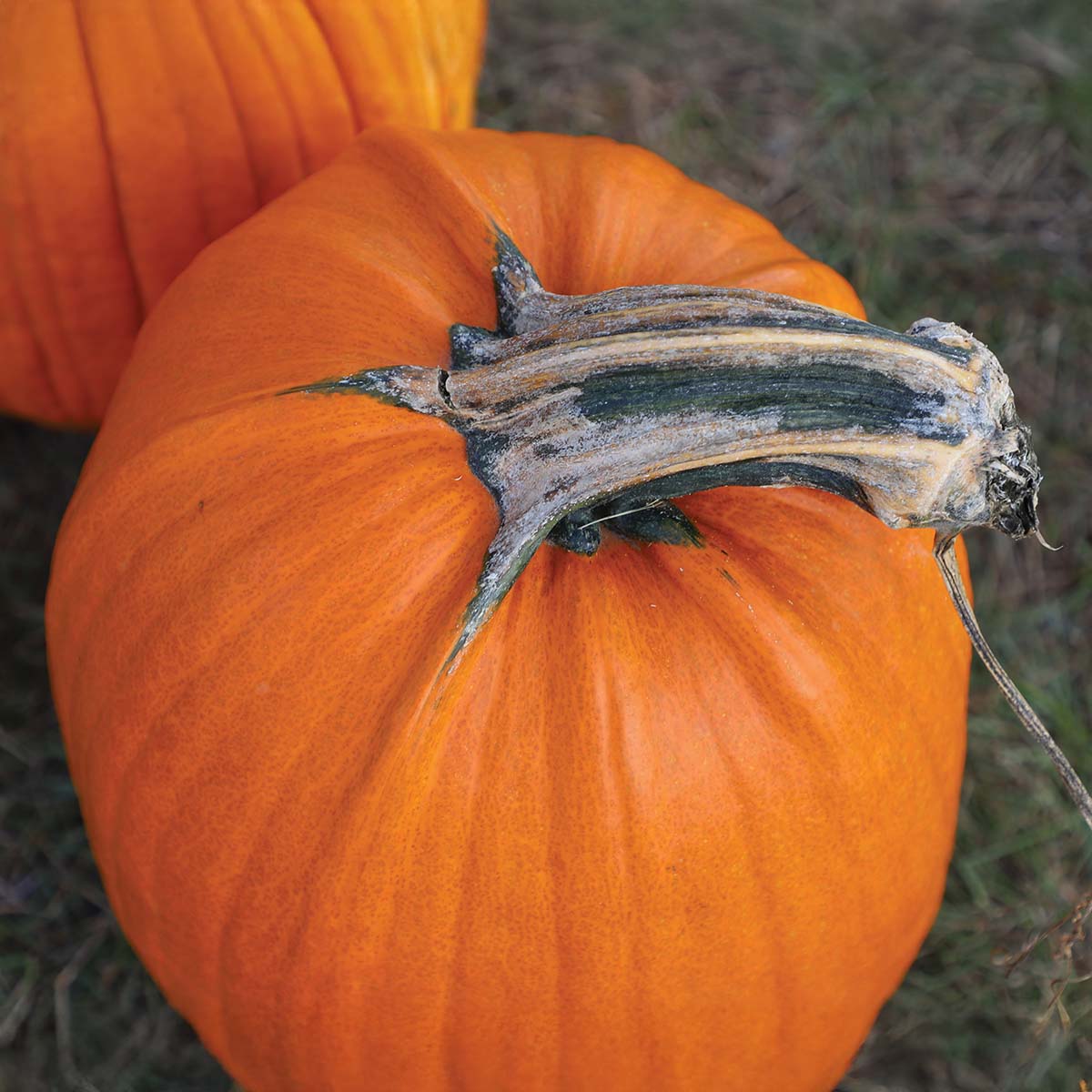 Pumpkin Howden Biggie