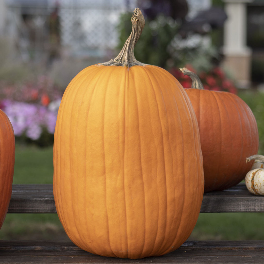 Pumpkin Howden Biggie