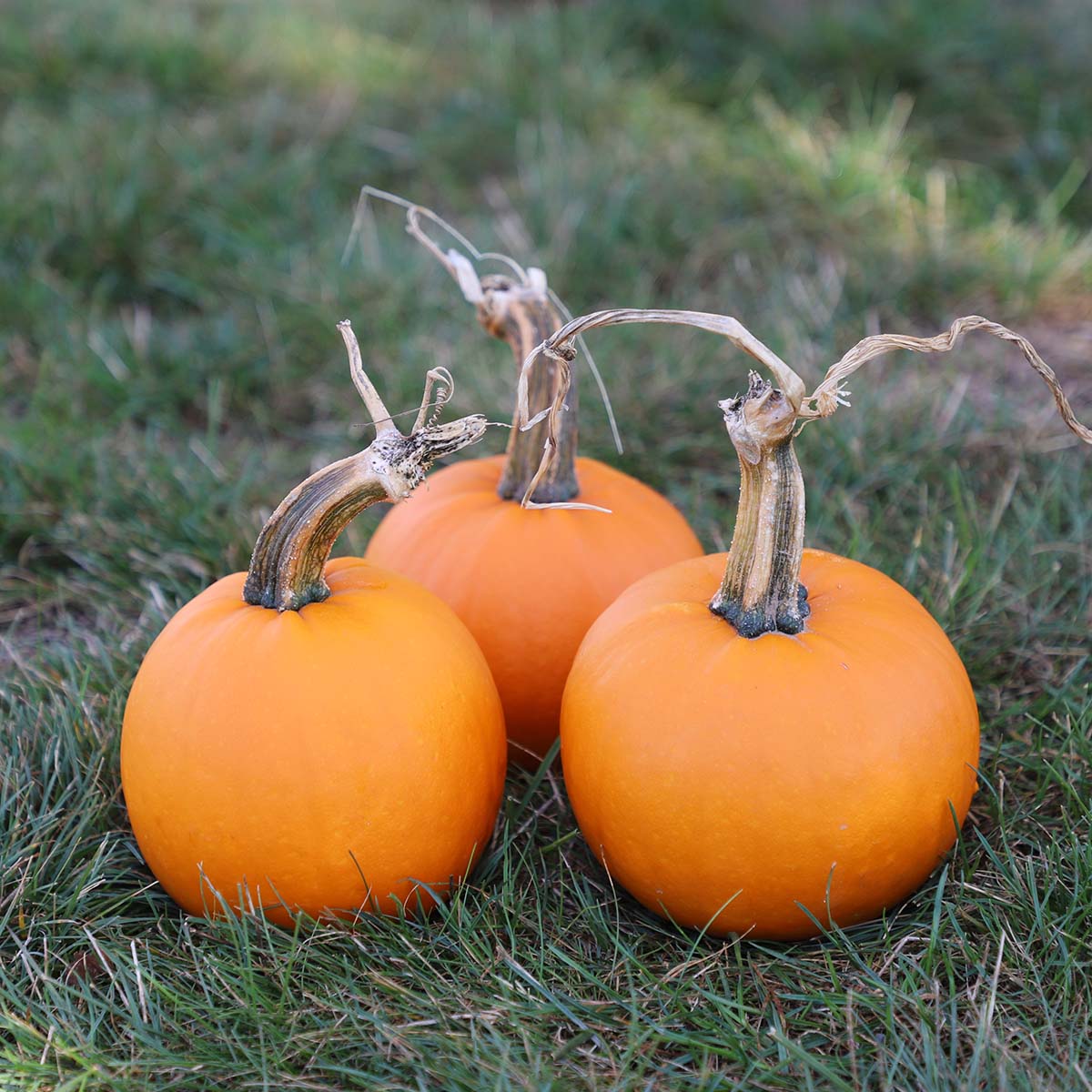 Pumpkin Lil Ironsides