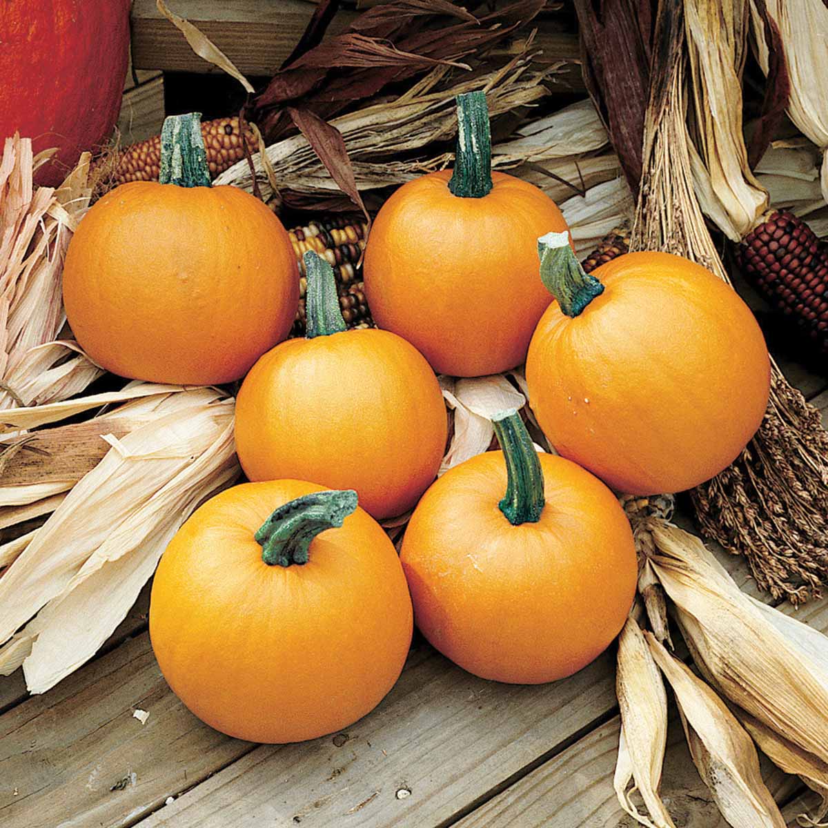 Pumpkin Lil Ironsides