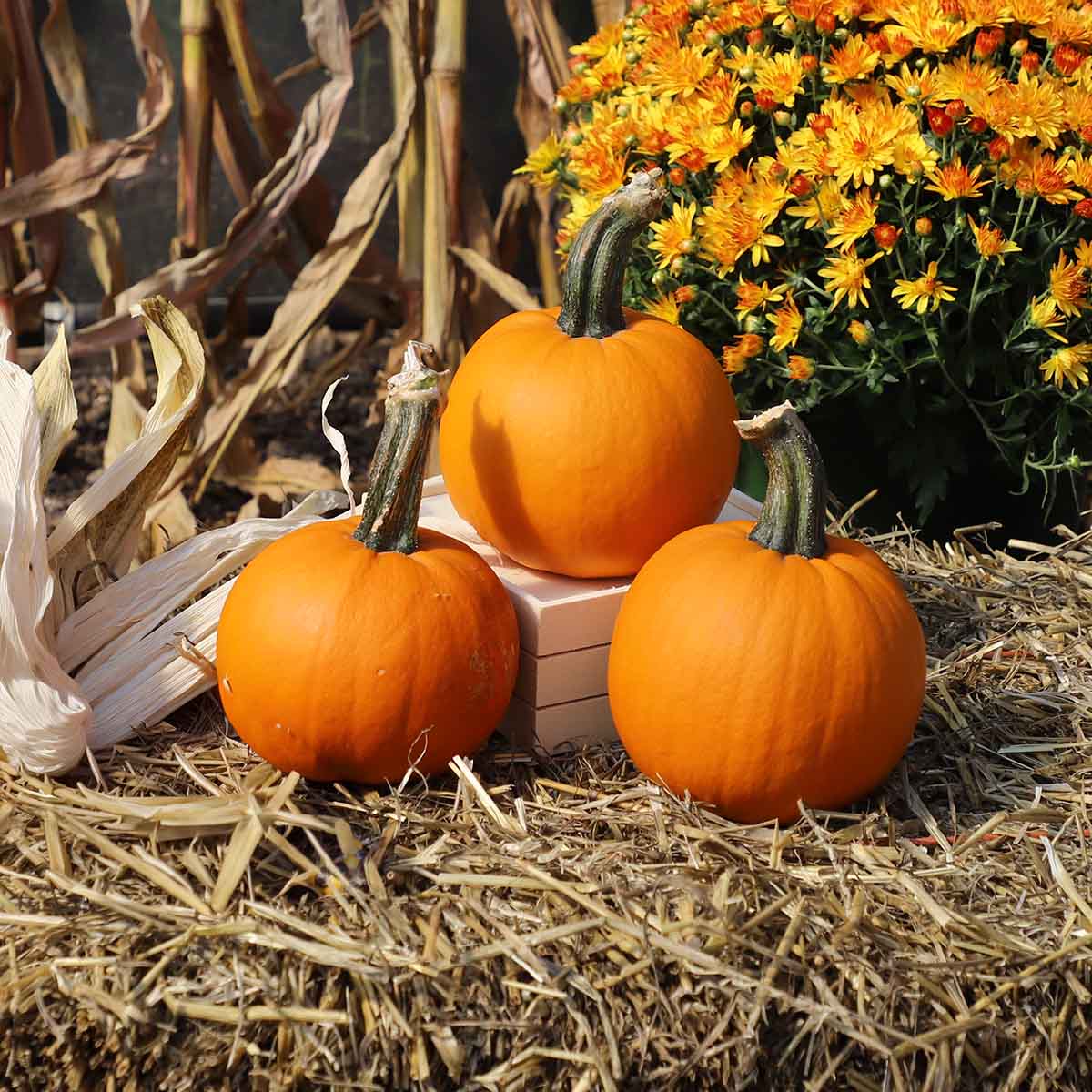 Pumpkin Lil Ironsides