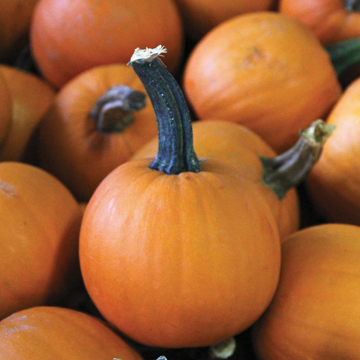 Pumpkin Lil Ironsides