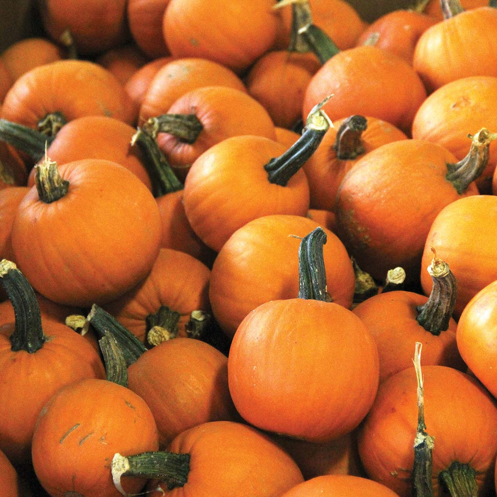 Pumpkin Lil Ironsides