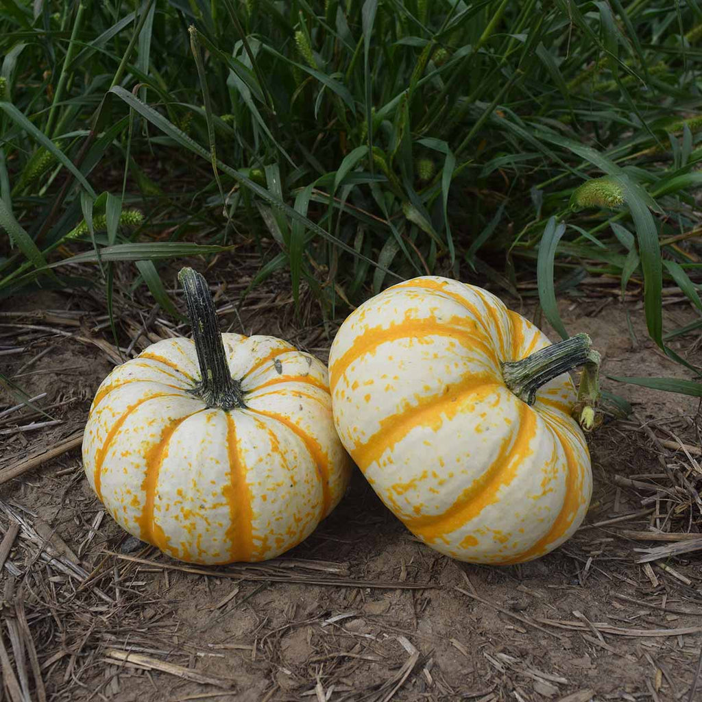 Pumpkin Lil Pump-Ke-Mon