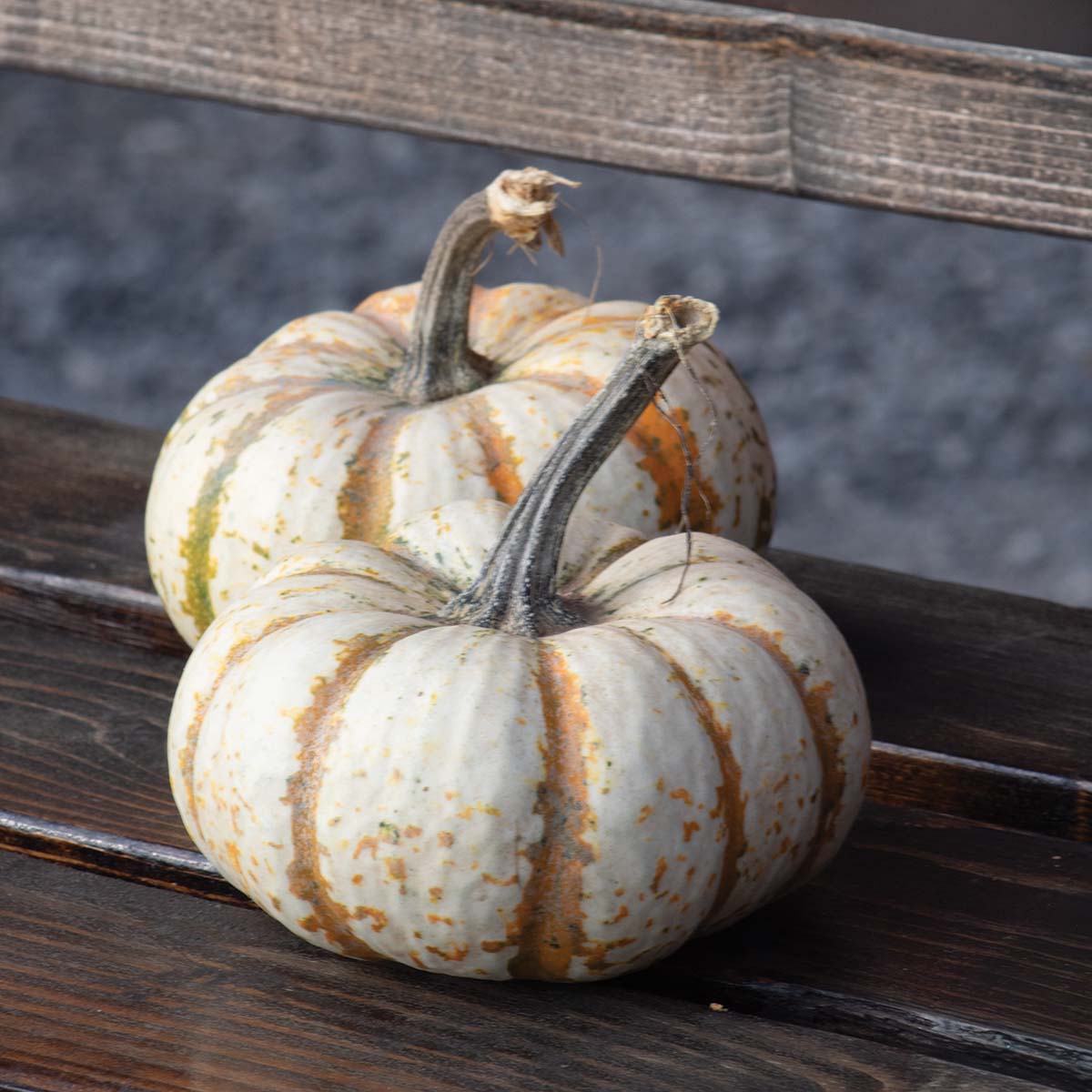 Pumpkin Lil Pump-Ke-Mon