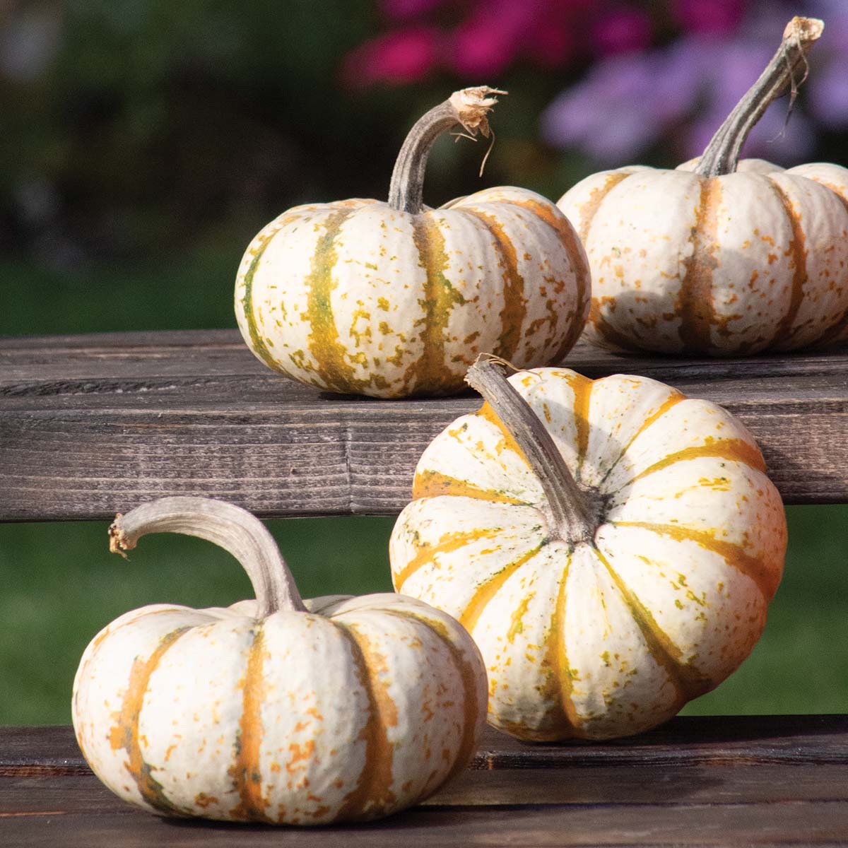 Pumpkin Lil Pump-Ke-Mon