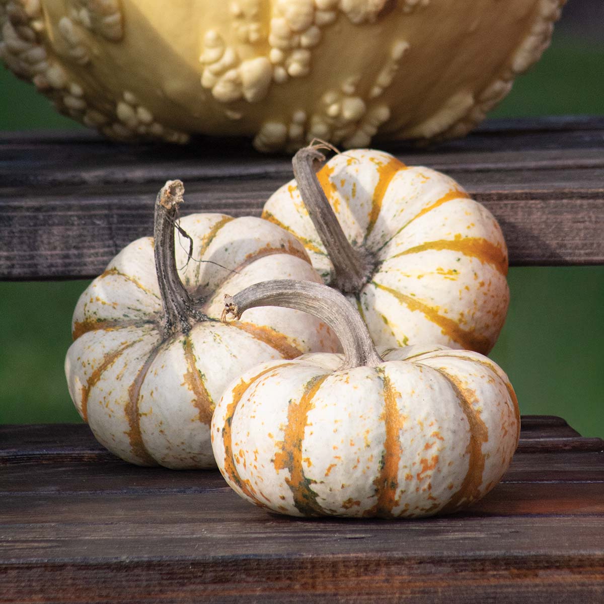 Pumpkin Lil Pump-Ke-Mon