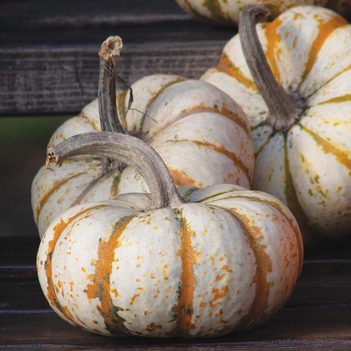 Pumpkin Lil Pump-Ke-Mon