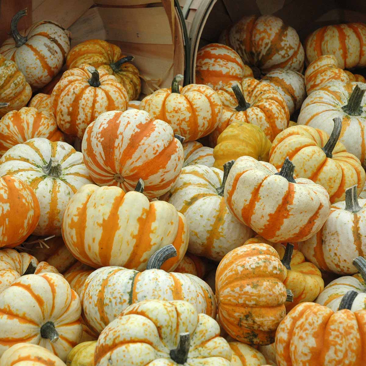 Pumpkin Lil Pump-Ke-Mon