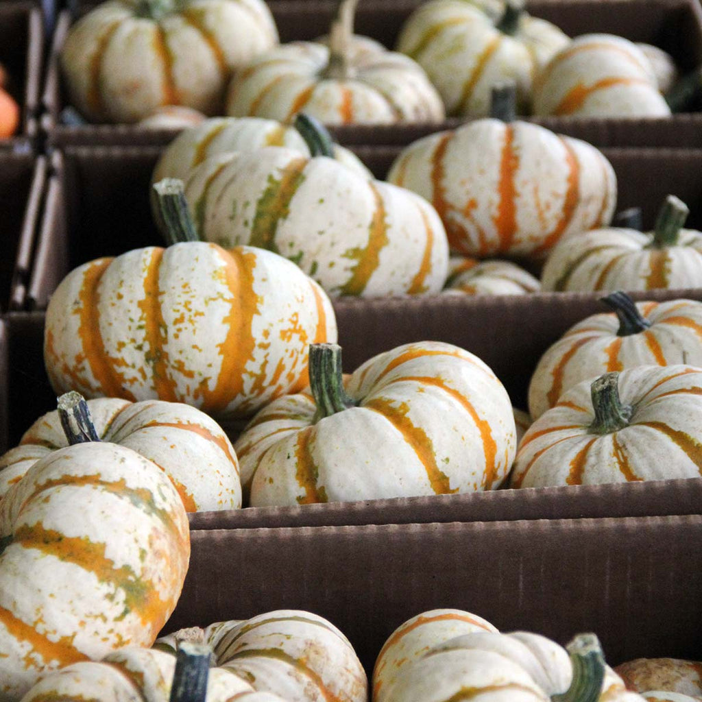 Pumpkin Lil Pump-Ke-Mon