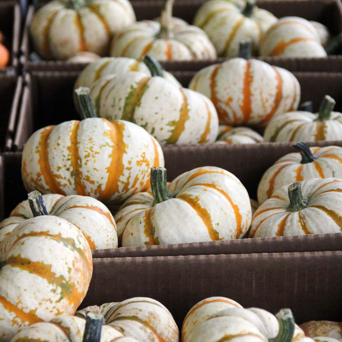 Pumpkin Lil Pump-Ke-Mon