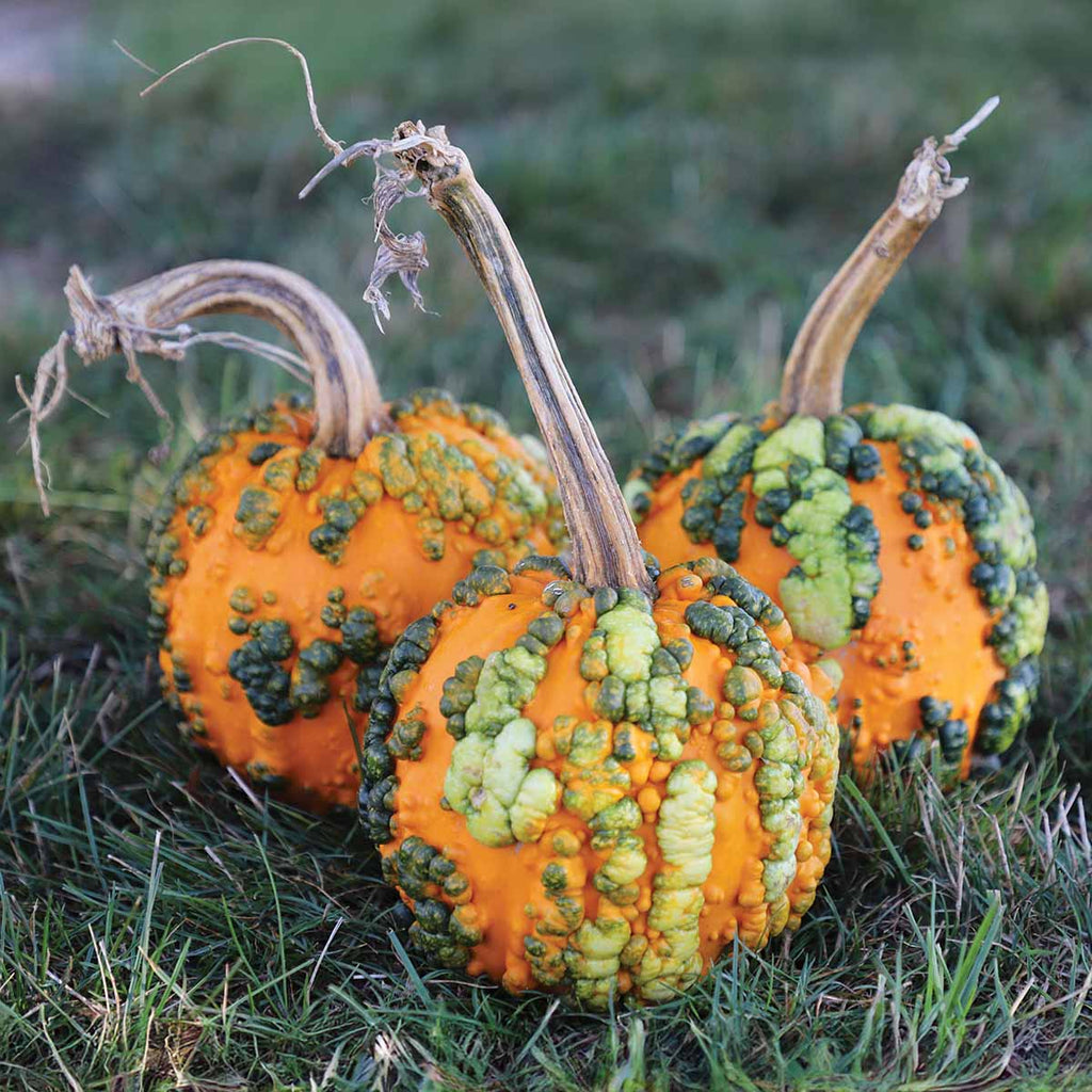Pumpkin Miniwarts