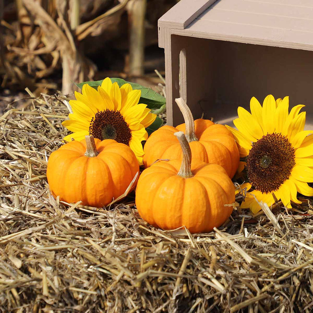 Pumpkin Munchkin