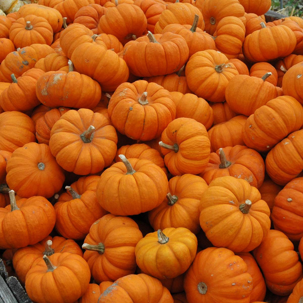 Pumpkin Munchkin