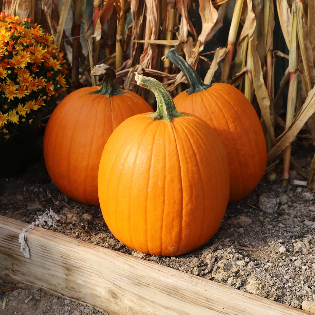 Pumpkin Orange Rave
