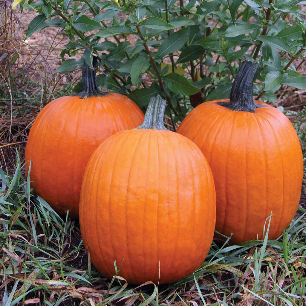 Pumpkin Orange Rave
