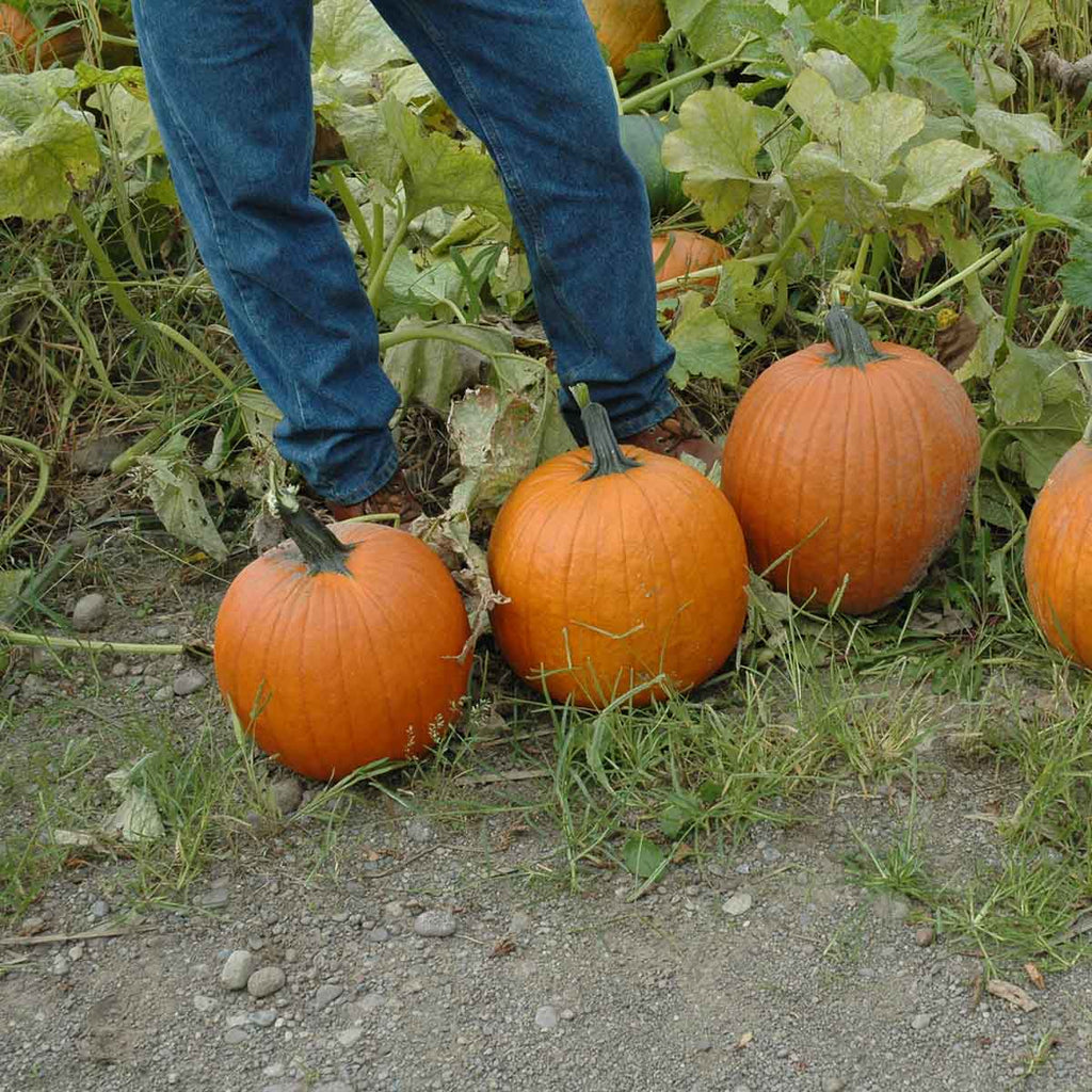 Pumpkin Orange Rave