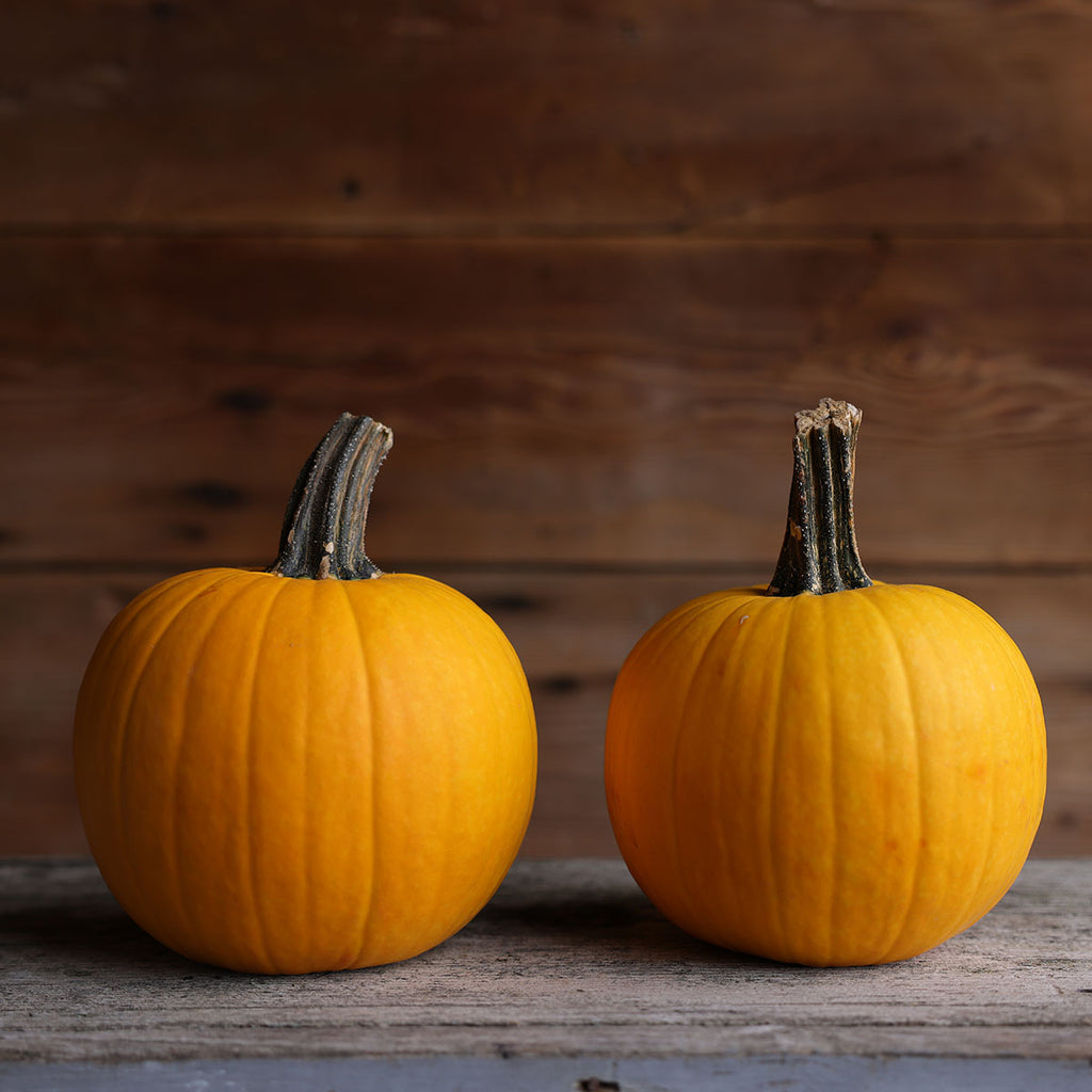 Pumpkin Sunlight