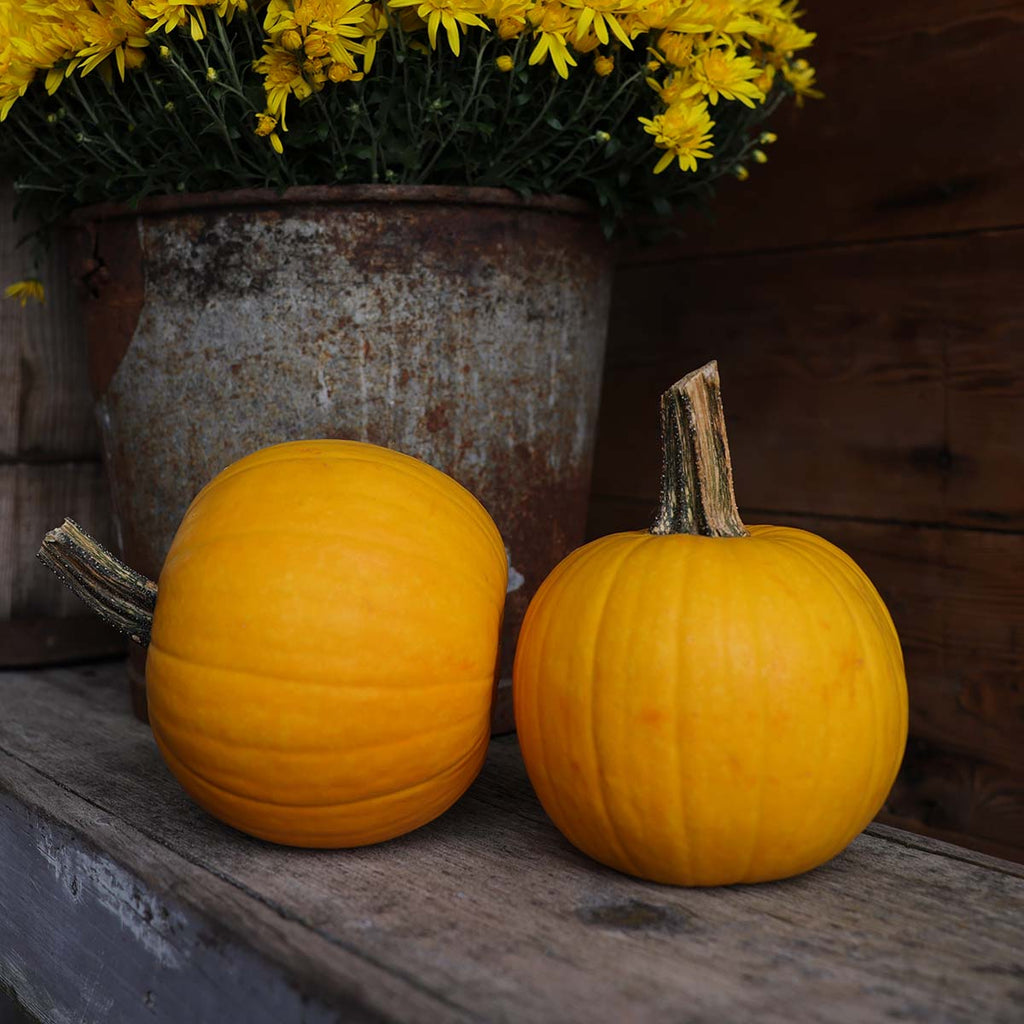 Pumpkin Sunlight