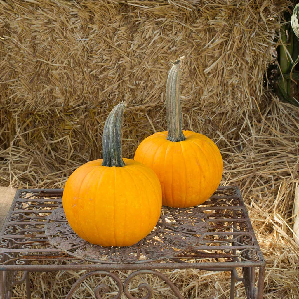 Pumpkin Sunlight