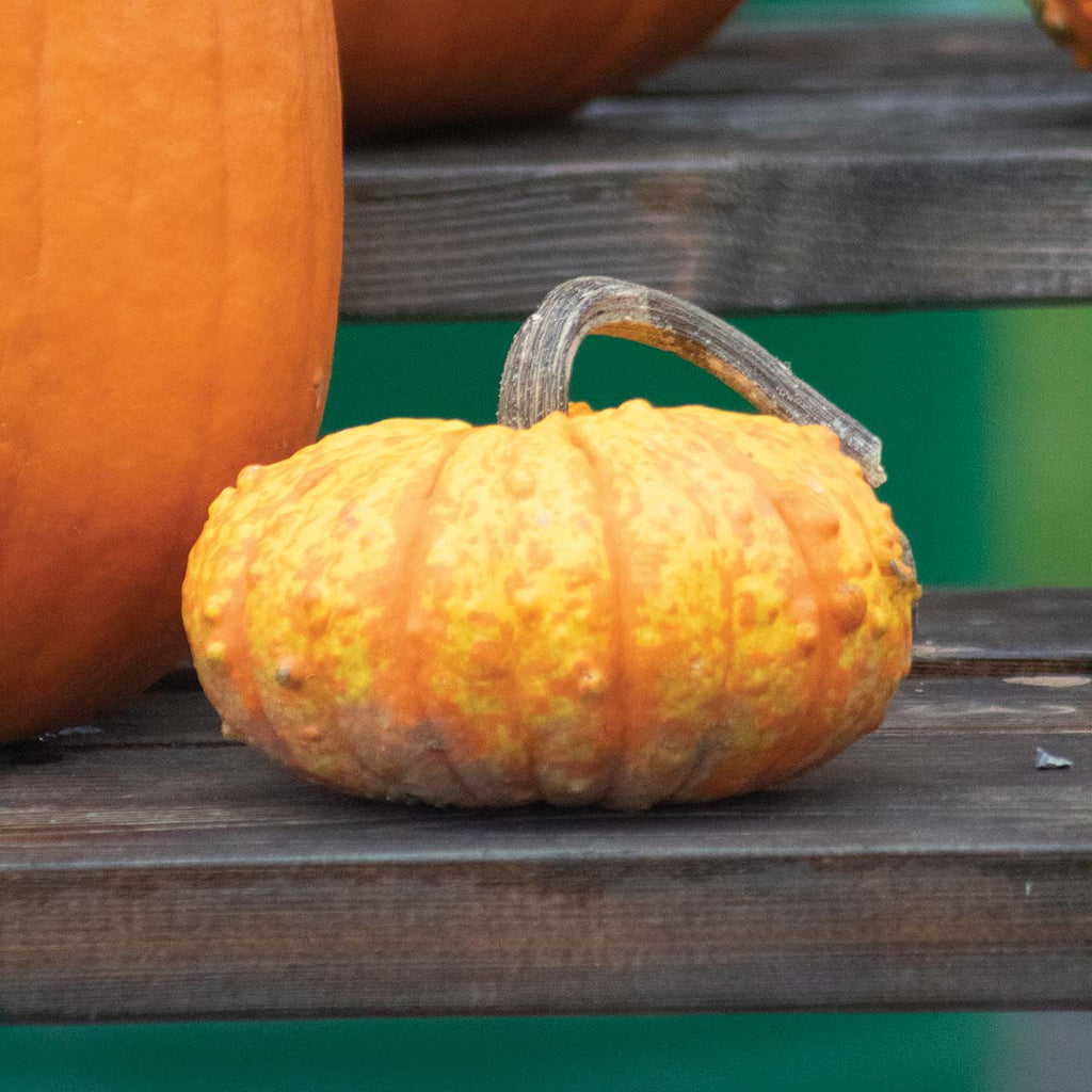 Pumpkin Warty Gnome