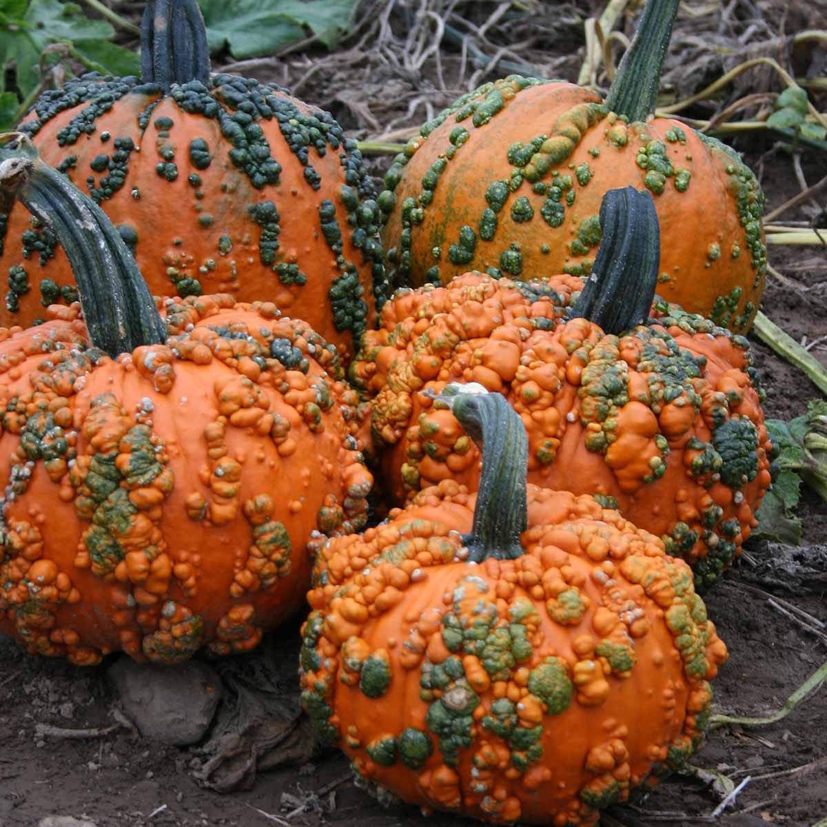 Pumpkin Warty Goblin