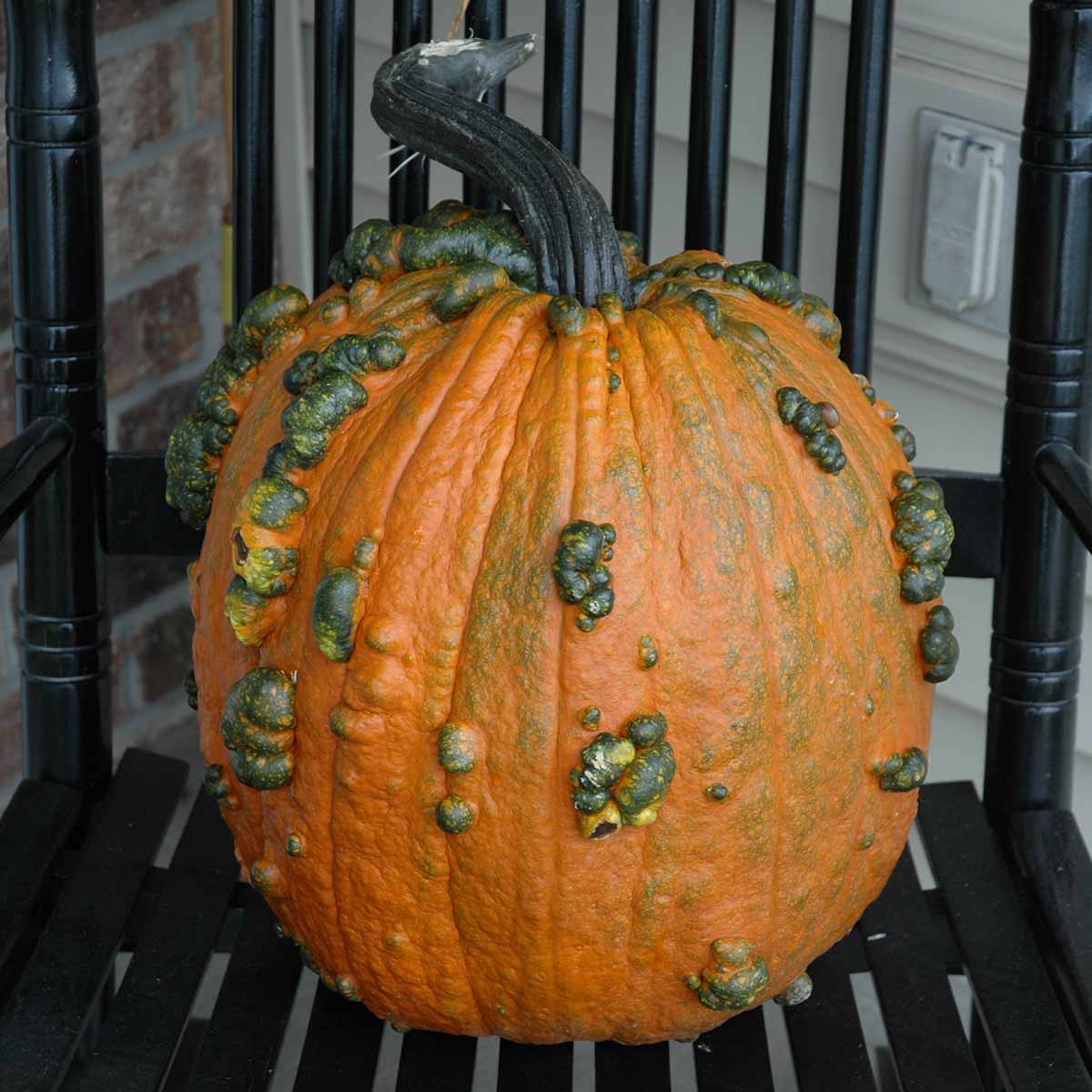 Pumpkin Warty Goblin