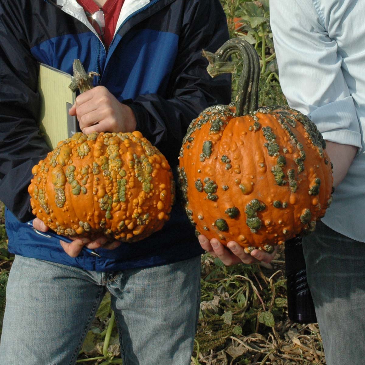 Pumpkin Warty Goblin