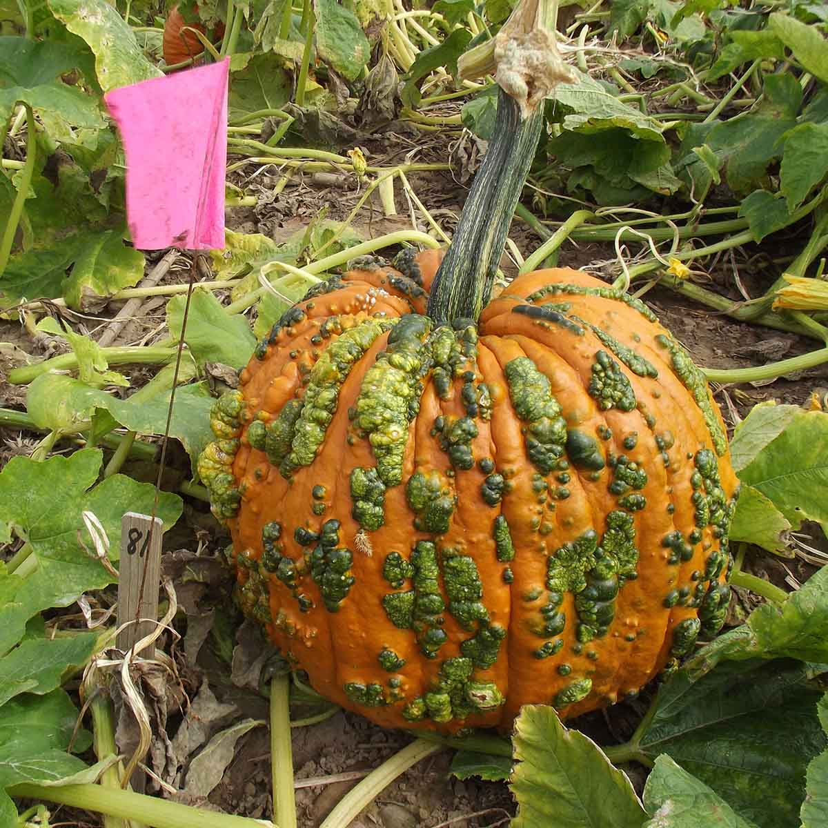 Pumpkin Warty Goblin